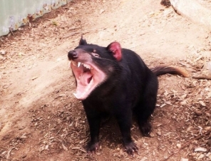 Tasmanian Devil